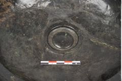 Foto von Bronzebreitrandfußschale (NHMW-PRAE-025274)